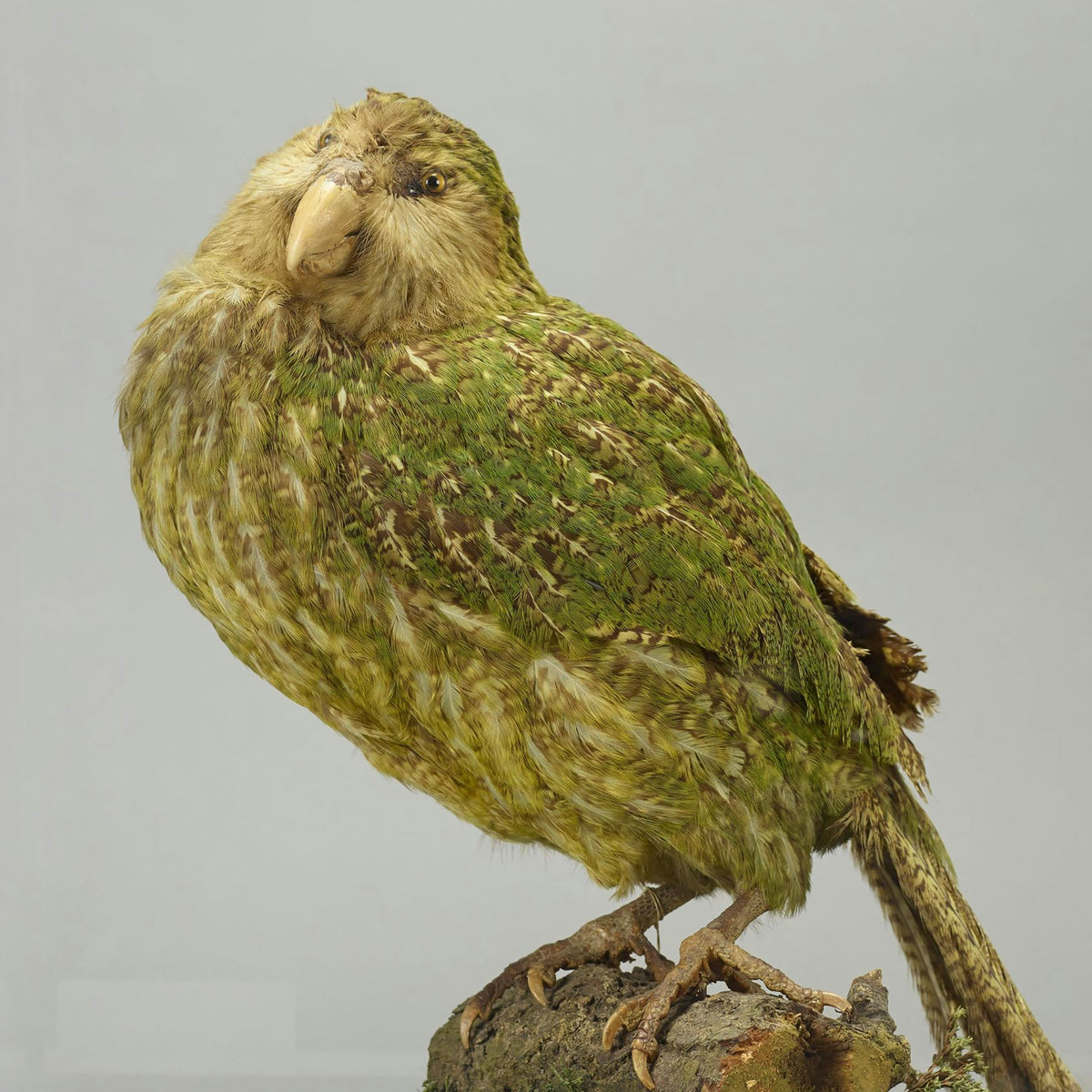 Native NZ Kākāpō Bird Feather Māori Korowai