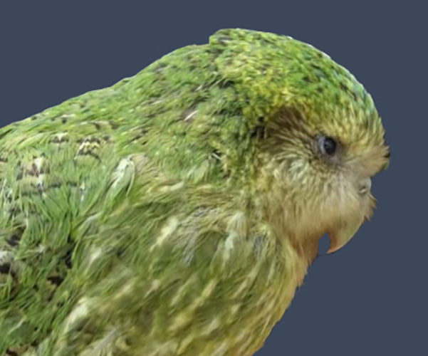 Native NZ Kākāpō Bird Feather Māori Korowai