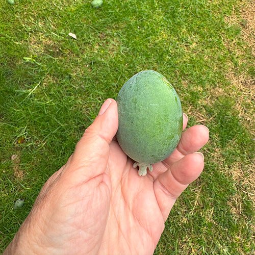 Korure Freeze Dried Feijoa Slices - ShopNZ