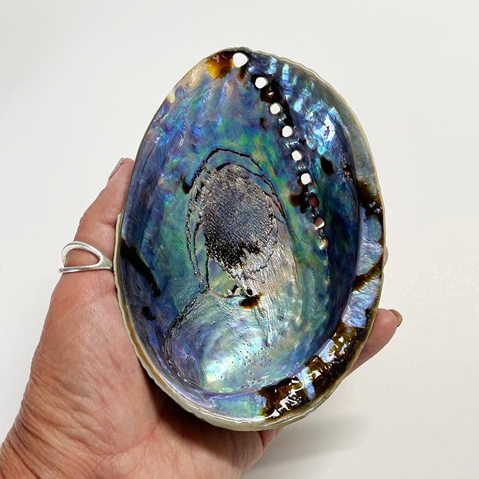 12cm A - Grade Large NZ Paua Shell - ShopNZ