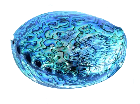 14cm Large Polished Paua Shell in Descriptive Box - ShopNZ