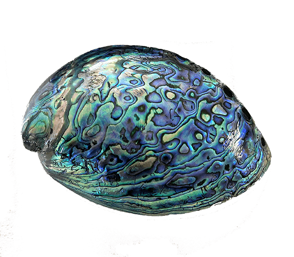 14cm Large Polished Paua Shell in Descriptive Box - ShopNZ