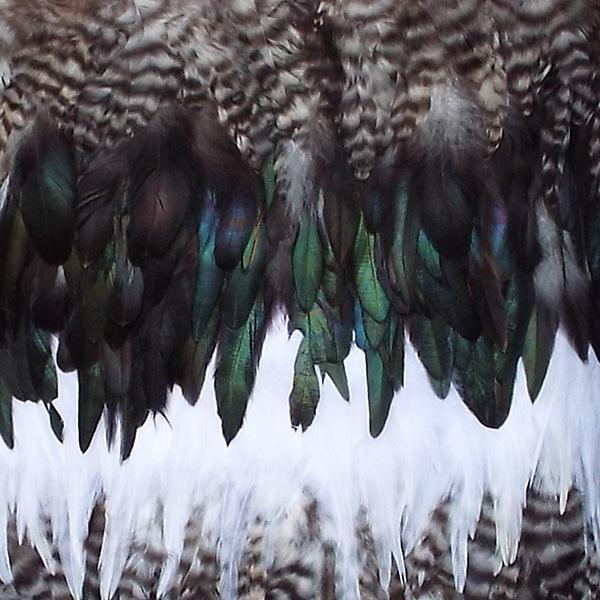 Korowai Feathers - ShopNZ