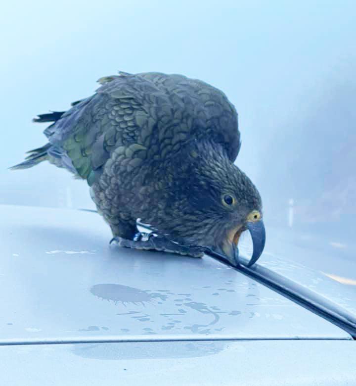 New Zealand's 7 Most Popular Native Birds