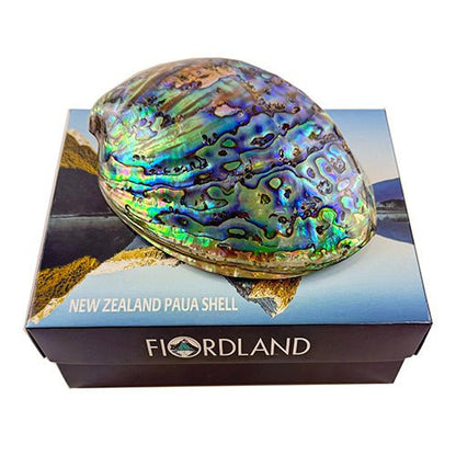 12cm Polished NZ Paua Shell in Descriptive Box - ShopNZ
