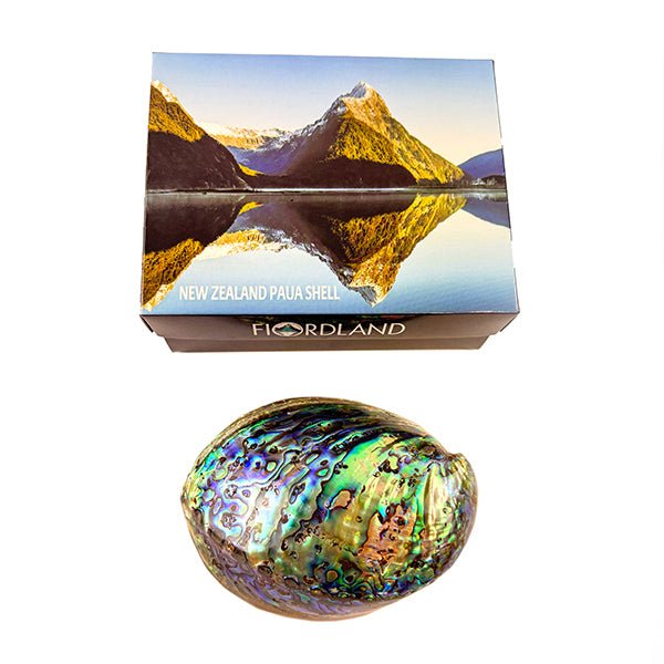 12cm Polished NZ Paua Shell in Descriptive Box - ShopNZ