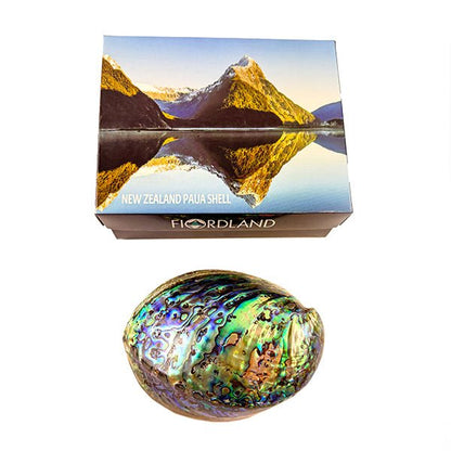 12cm Polished NZ Paua Shell in Descriptive Box - ShopNZ