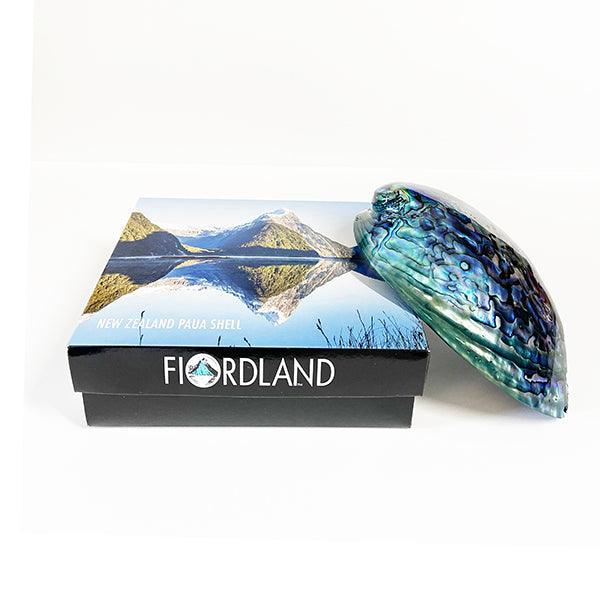 14cm Large Polished Paua Shell in Descriptive Box - ShopNZ