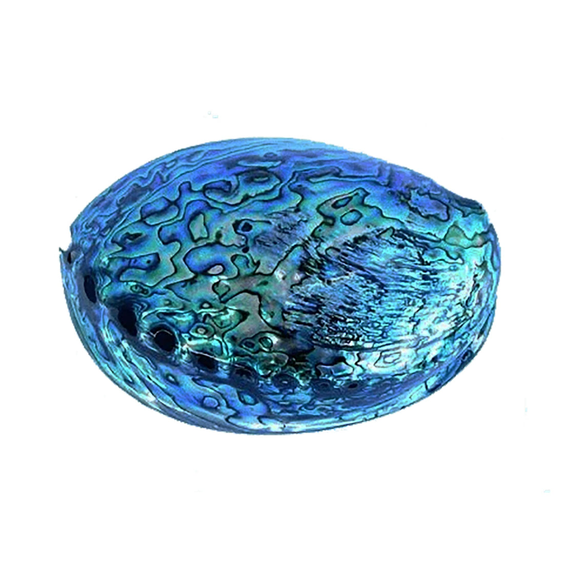 14cm Large Polished Paua Shell in Descriptive Box - ShopNZ