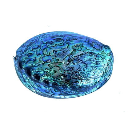 14cm Large Polished Paua Shell in Descriptive Box - ShopNZ