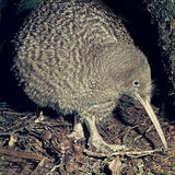 Great Spotted Kiwi Inspired Maori Feather Korowai - ShopNZ