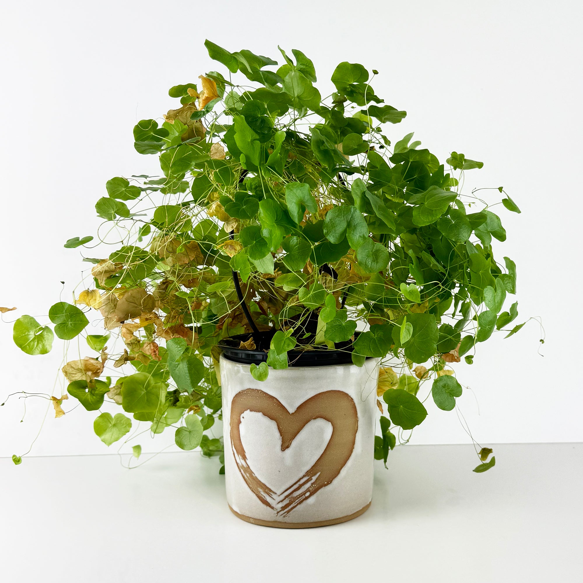 Beautiful NZ Handmade Plant Pot with Heart