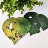 Set of 6 Kawakawa Leaves Wall Art - ShopNZ