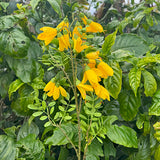 Beautiful NZ Kowhai Artificial Flower Branch