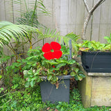 ANZAC Poppy Ornaments for Indoor Pots and Outdoor Gardens - ShopNZ