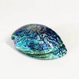 14cm Large Polished Paua Shell in Descriptive Box - ShopNZ