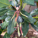 LOTR Inspired 2023 Tanes Forest Elf Doll