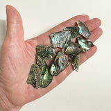 Bag of 10 Polished Paua Pieces with Hole for Cord or Wire - ShopNZ