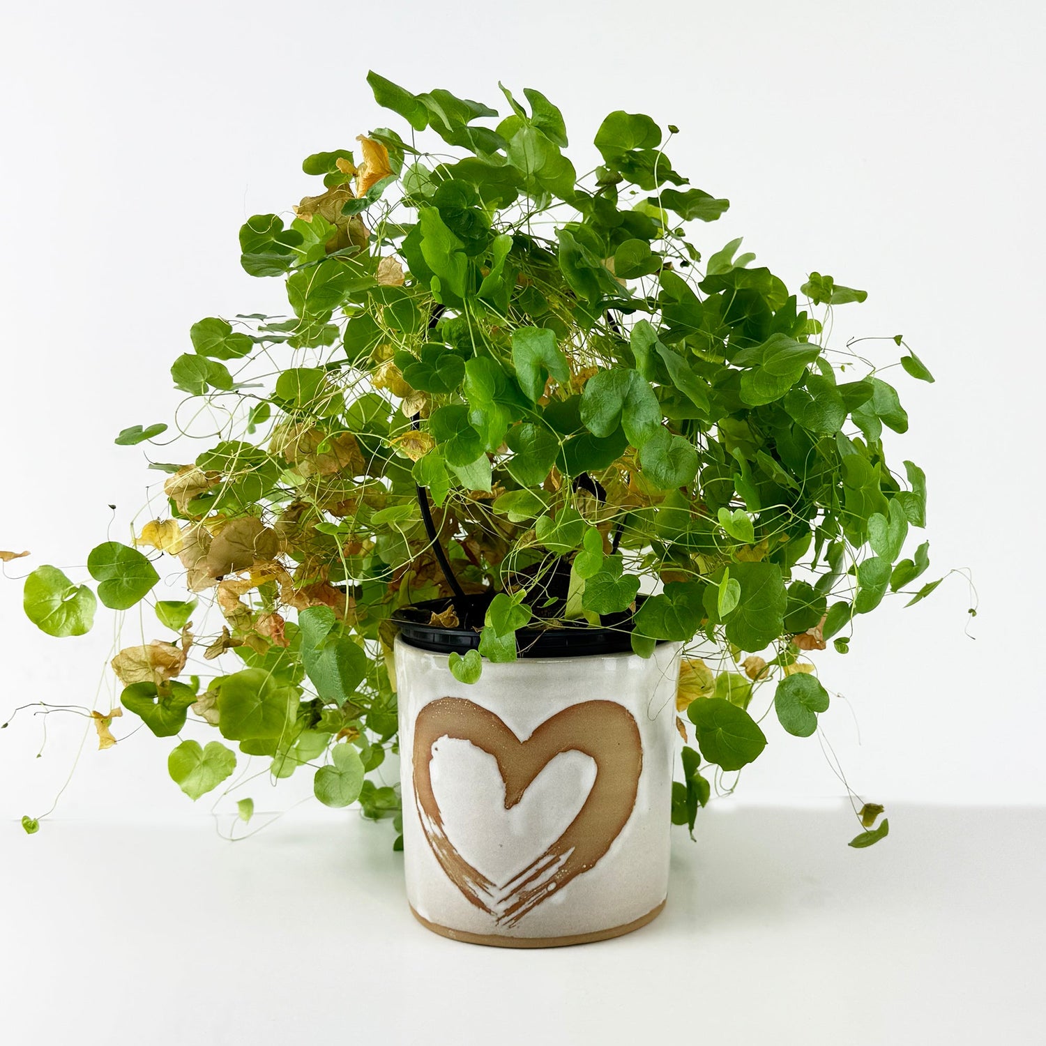 Beautiful NZ Handmade Plant Pot with Heart - ShopNZ