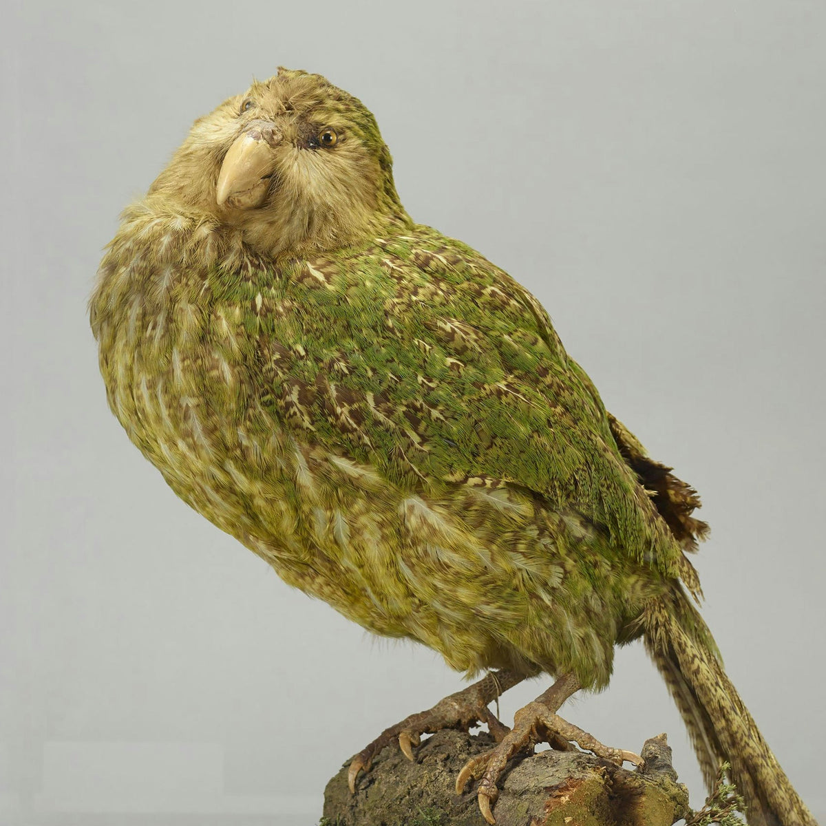 Native NZ Kākāpō Bird Feather Māori Korowai - ShopNZ