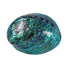 Top Grade XL Size Polished NZ Paua Shell - ShopNZ