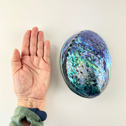 Top Grade XL Size Polished NZ Paua Shell - ShopNZ
