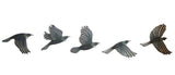 Set of 5 Coloured Tui Birds Wall Art - ShopNZ