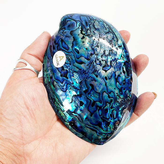 12cm A - Grade Large NZ Paua Shell - ShopNZ