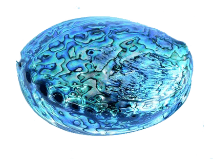 14cm Large Polished Paua Shell in Descriptive Box - ShopNZ