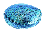 14cm Large Polished Paua Shell in Descriptive Box - ShopNZ