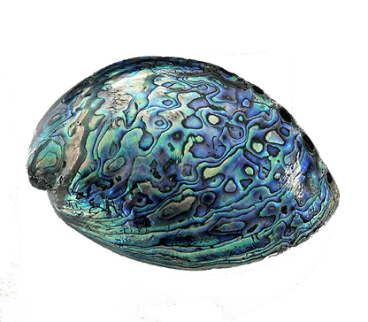 14cm Large Polished Paua Shell in Descriptive Box - ShopNZ