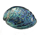 14cm Large Polished Paua Shell in Descriptive Box - ShopNZ