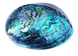 14cm Large Polished Paua Shell in Descriptive Box - ShopNZ