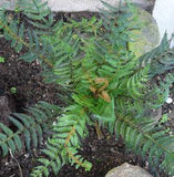 Artificial New Zealand Fern - ShopNZ