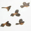 Set of 5 Coloured Flying Fantails Wall Art