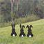 Cute NZ Made Bunny Rabbit Garden Stakes