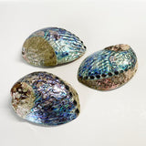 Large Half-Polished NZ Paua Shell - ShopNZ