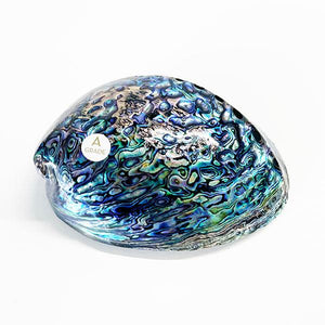 Top Grade XL Size Polished NZ Paua Shell - ShopNZ