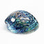 Top Grade XL Size Polished NZ Paua Shell