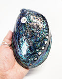 Top Grade XL Size Polished NZ Paua Shell - ShopNZ