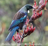 Beautiful Tui Bird Maori Feather Korowai - ShopNZ