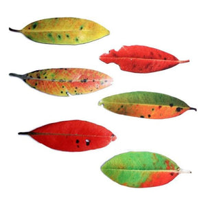 Pohutukawa Leaves Wall Art - ShopNZ