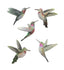 Pretty Set of 5 Hummingbirds Wall Art