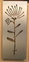 Pohutukawa Flower Aluminium Panel