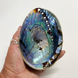 Large Half-Polished NZ Paua Shell - ShopNZ