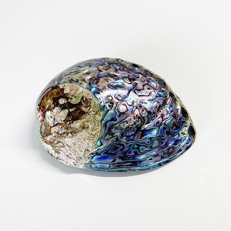 Large Half - Polished NZ Paua Shell - ShopNZ