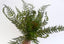 Artificial New Zealand Fern