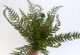 Artificial New Zealand Fern - ShopNZ