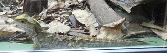 Tuatara Soft Toy with Authentic Sound - ShopNZ